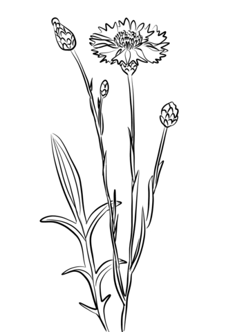 Cornflower, Blue Bottle Coloring Page